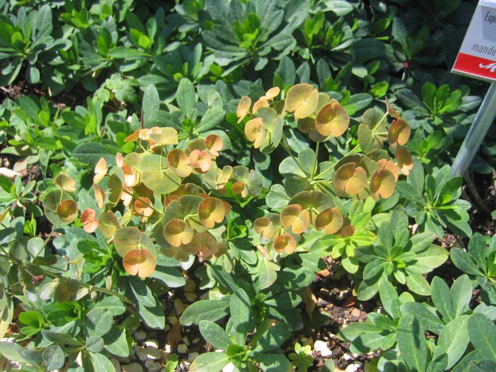 Euphorbia robbiae (Mandelblättrige Wolfsmilch)